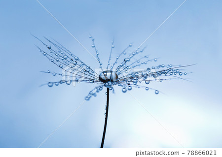 Background of dandelion with water drops. 78866021