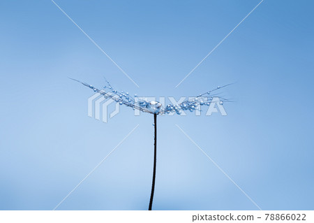 Background of dandelion with water drops. 78866022