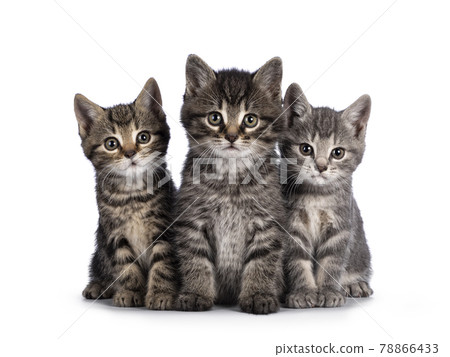 House cat kittens on white background 78866433