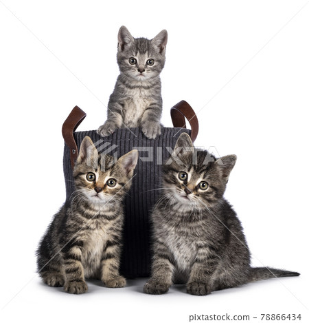 House cat kittens on white background House cat kittens on white background 78866434