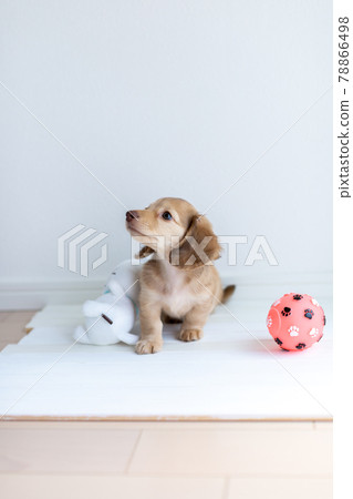 Puppy Kaninhen Dachshund Puppy Kaninhen Dachshund 78866498