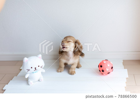 Puppy Kaninhen Dachshund Puppy Kaninhen Dachshund 78866500