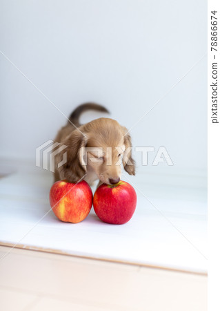 Puppy Kaninhen Dachshund 78866674