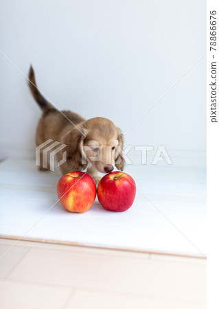 Puppy Kaninhen Dachshund Puppy Kaninhen Dachshund 78866676