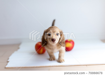Puppy Kaninhen Dachshund 78866678
