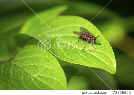 Blowfly sitting on a leaf against a dark green background 78866860