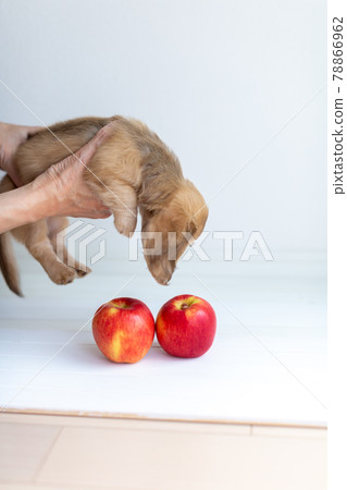 Puppy Kaninhen Dachshund Puppy Kaninhen Dachshund 78866962