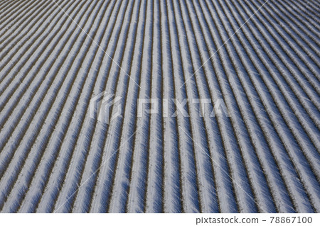 lines rows of bush currant plantation in winter, aerial view lines rows of bush currant plantation in winter, aerial view 78867100