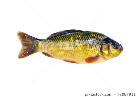 fish crucian carp (Carassius carassius) isolated on white 78867911