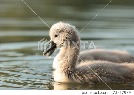 Young swans swim in the pond at sunset Young swans swim in the pond at sunset 78867989