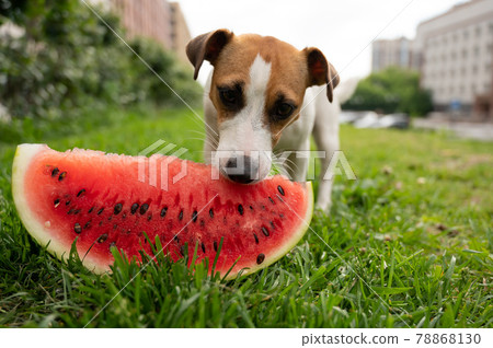 Jack russell terrier dog eating watermelon on the green lawn 78868130