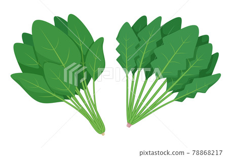 菠菜圖解_東西方種 菠菜圖解_東西方種 78868217