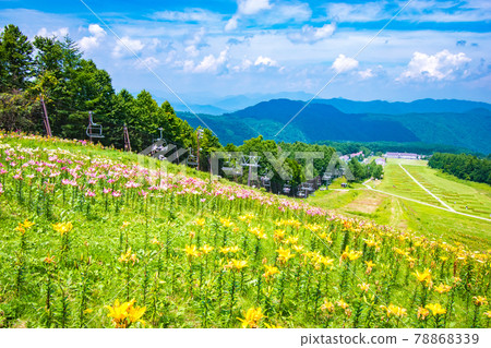 在櫪木縣日光市獵人山舉辦的百合博覽會風景 78868339