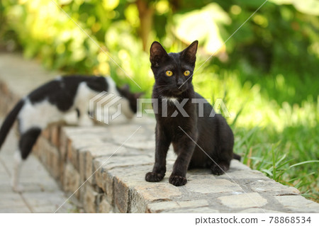 Stray black cat sitting on pavement curb, another one in background, blurred sun lit green harden behind 78868534