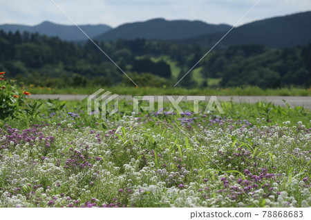 Beautiful flowers and mountains 78868683