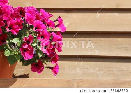 Ornamental flowerpot with purple petunia flowers 78868780