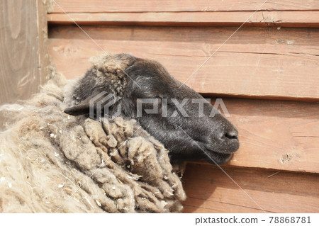 Lazy sheep slumber next to the wall 78868781