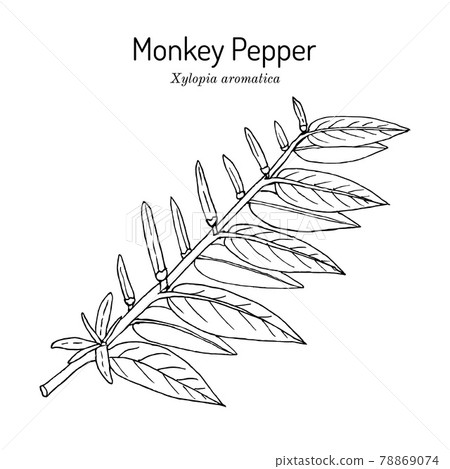 Monkey pepper Xylopia aromatica , spice and medicinal plant 78869074