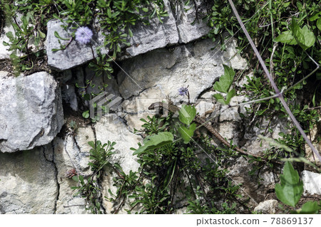 A lizard on a rock A lizard on a rock 78869137