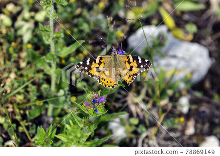 The Vanessa cardui 78869149