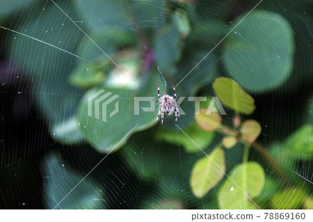 A spider on the cobweb A spider on the cobweb 78869160