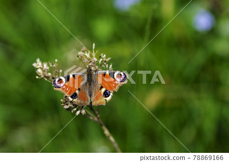 An Aglais io 78869166