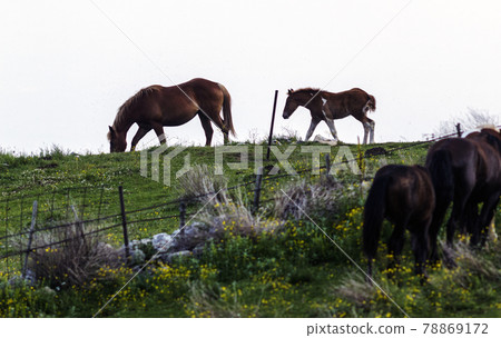 A horse following its mother 78869172