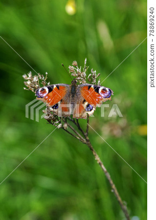 An Aglais io 78869240