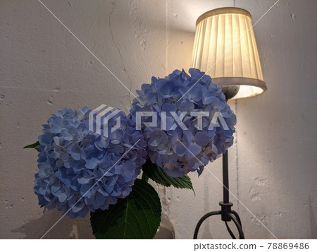  hydrangea 78869486