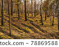 Forest with pine and birch trees on a clear day. 78869588