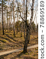 Forest with pine and birch trees on a clear day. 78869589