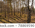 Forest with pine and birch trees on a clear day. 78869590