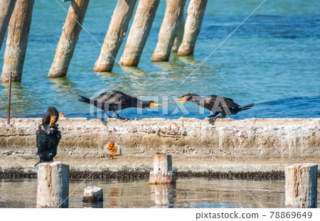 Two cormorants are pulling a stick. Two cormorants are playing on the dock. Two cormorants are pulling a stick. Two cormorants are playing on the dock. 78869649