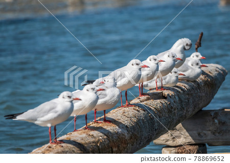 Row of seagulls sits on a old sea pier. Gulls rest on the breakwater. The European herring gull, 78869652