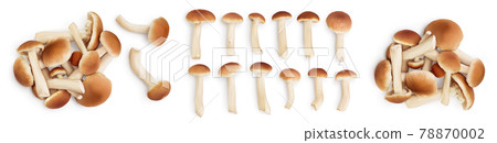 honey fungus mushrooms isolated on white background with clipping path and full depth of field. Set or collection 78870002