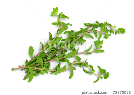 Oregano or marjoram leaves isolated on white background with clipping path and full depth of field. Top view. Flat lay Oregano or marjoram leaves isolated on white background with clipping path and full depth of field. Top view. Flat lay 78870038