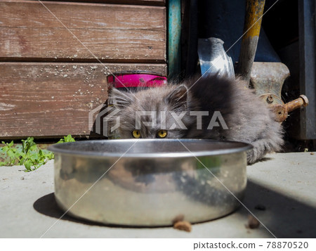 Small gray fluffy kitten with big eyes looks out from behind a metal bowl Small gray fluffy kitten with big eyes looks out from behind a metal bowl 78870520