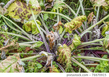 Bright green juicy burdock leaves in the backyard 78870915