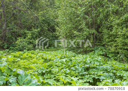 Bright green juicy burdock leaves in the backyard 78870918