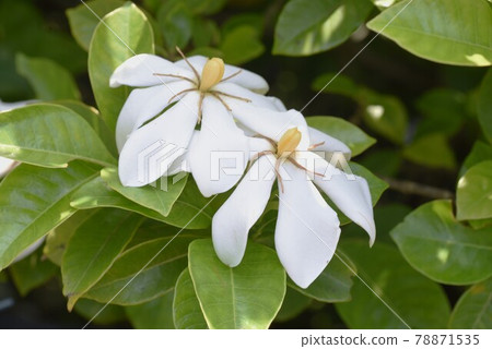 Gardenia flower Gardenia flower 78871535
