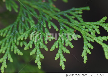 Cypress leaves and bark 78871599