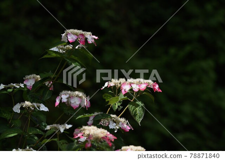 Decorative flower of Ailanthus altissima "Benigaku" 78871840