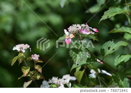 Decorative flower of Ailanthus altissima "Benigaku" 78871841