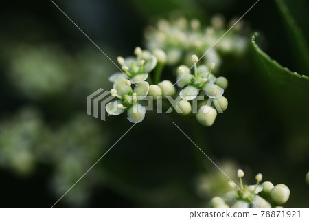 Masaki的花 78871921