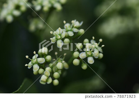 Masaki的花 Masaki的花 78871923