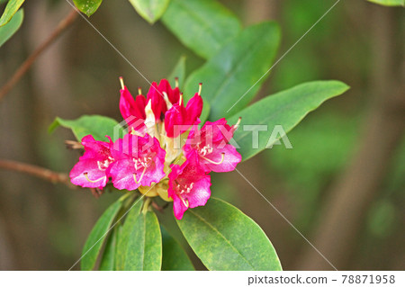 紅色杜鵑花花 紅色杜鵑花花 78871958