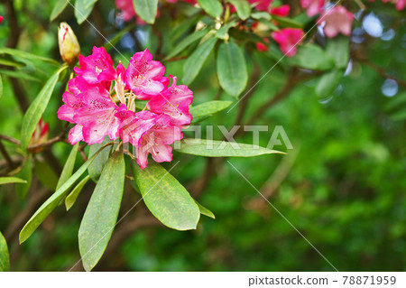 紅色杜鵑花花 紅色杜鵑花花 78871959