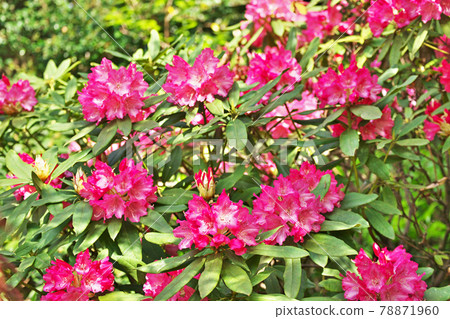 紅色杜鵑花花 紅色杜鵑花花 78871960