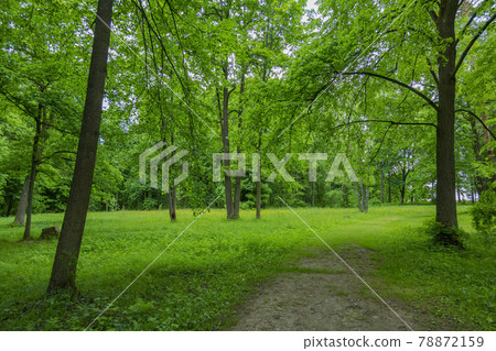Path for pedestrians in the green summer park 78872159