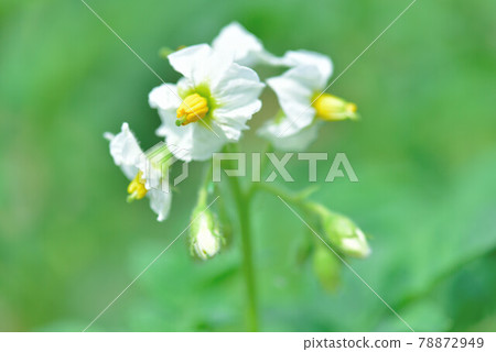 馬鈴薯花 照片素材 圖片 圖庫